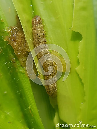 Fall armyworm on corn in Viet Nam. Stock Photo